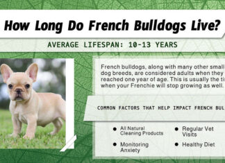 Durata della vita del bulldog francese
