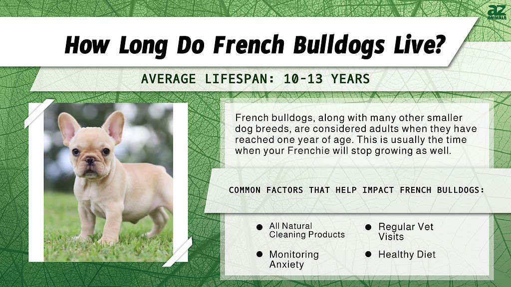 Durata della vita del bulldog francese
