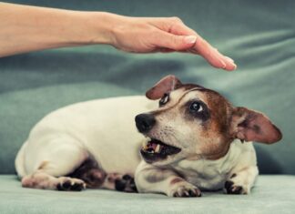 Jack Russell Terrier femmina incinta ringhia alla mano di una persona. Istinto e comportamento animale.