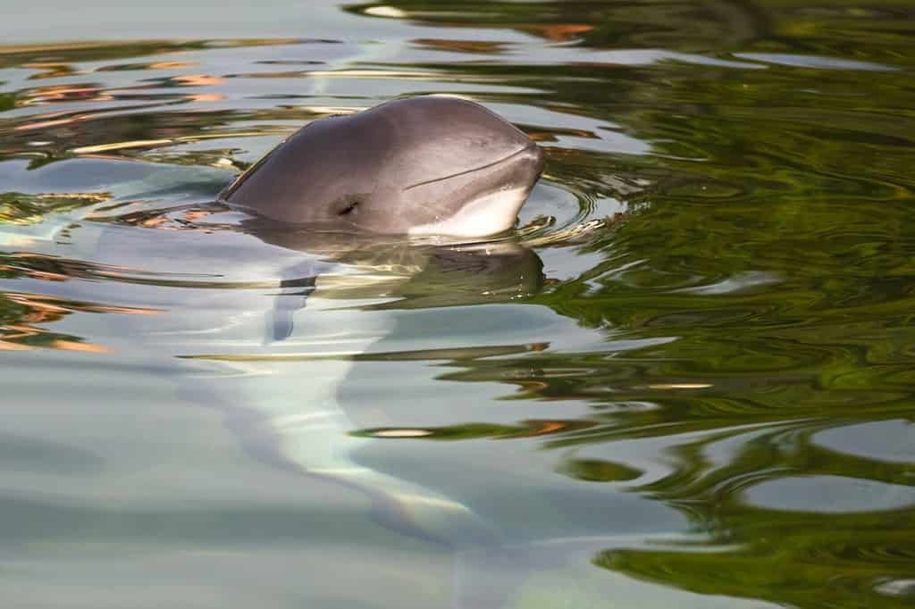 Focena comune o Phocoena phocoena