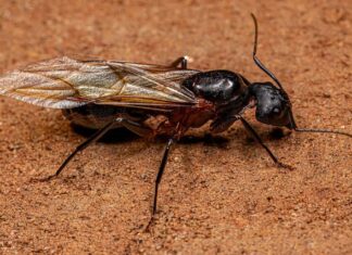 Formica regina carpentiere femmina adulta del genere Camponotus