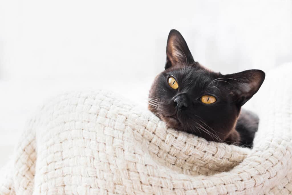 Gatto birmano nero sdraiato in un cesto