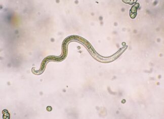 Le larve di secondo stadio di Toxocara canis (infezione da ascaridi) si schiudono dalle uova