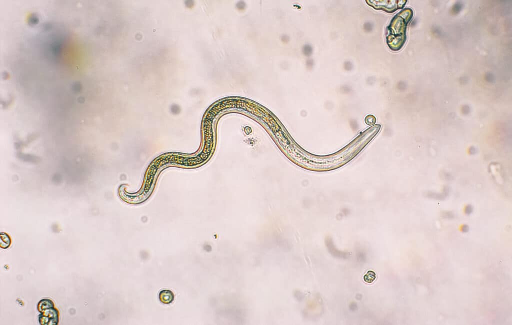 Le larve di secondo stadio di Toxocara canis (infezione da ascaridi) si schiudono dalle uova