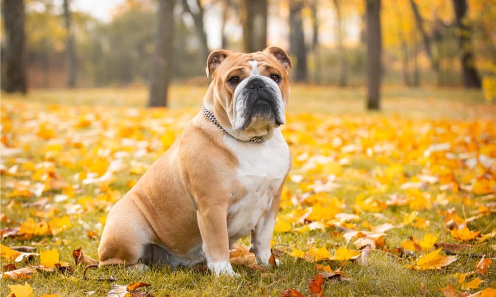 controllo del peso del canino reale