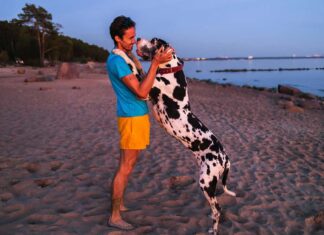 Vista laterale di un uomo felice in abiti casual che coccola e accarezza un maestoso cane da caccia Alano mentre è in piedi sulla spiaggia sabbiosa in una sera d'estate