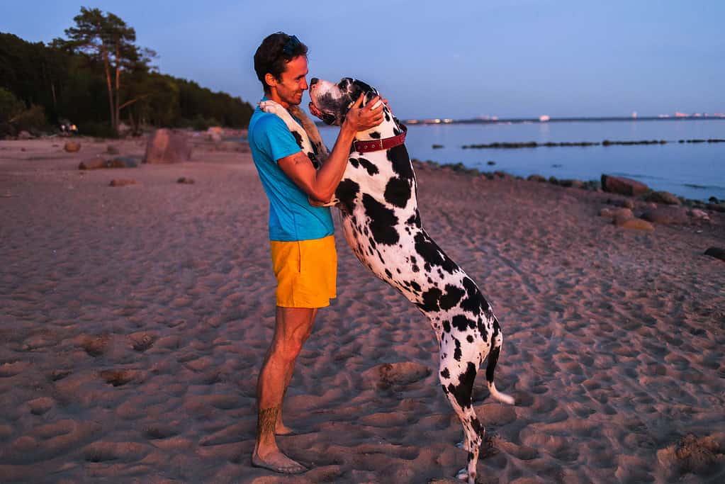 Vista laterale di un uomo felice in abiti casual che coccola e accarezza un maestoso cane da caccia Alano mentre è in piedi sulla spiaggia sabbiosa in una sera d'estate