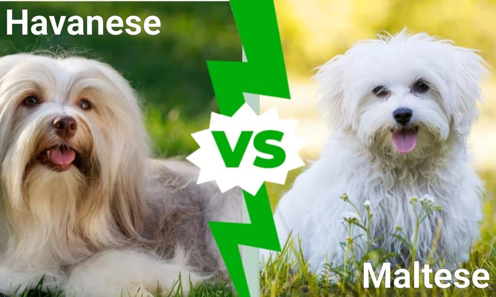 Havanese contro maltese