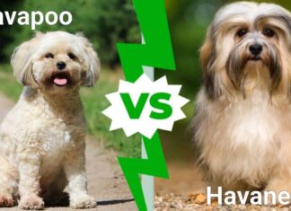 Havapoo contro Havanese