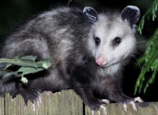 Gli opossum fingono di essere morti