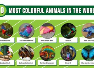 I 10 animali più colorati del mondo
