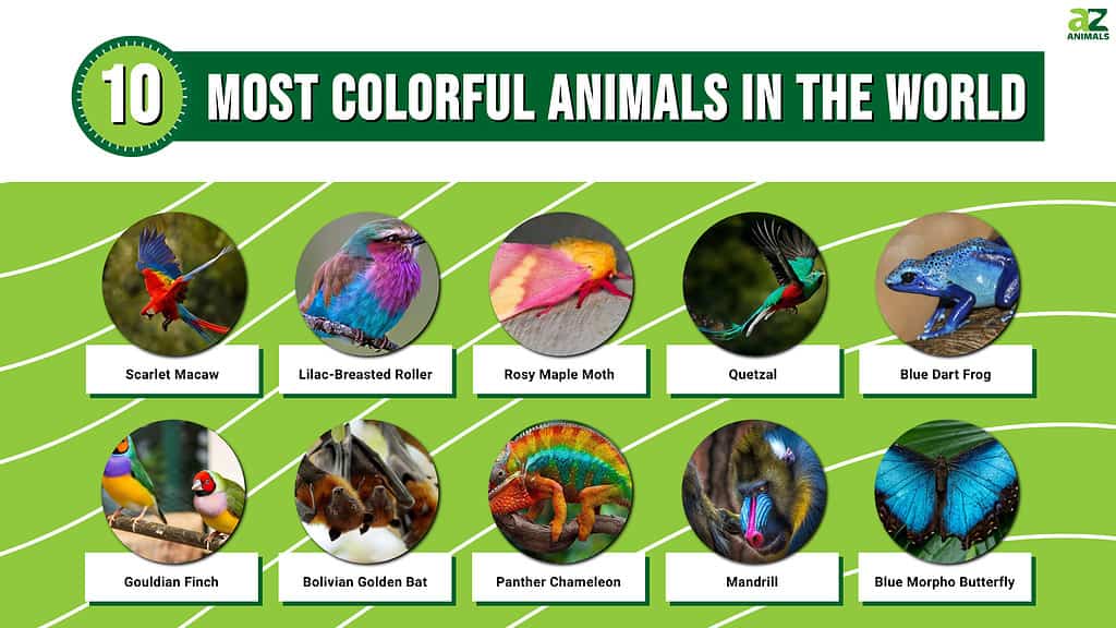 I 10 animali più colorati del mondo
