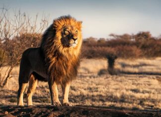 Leone maschio in piedi con orgoglio