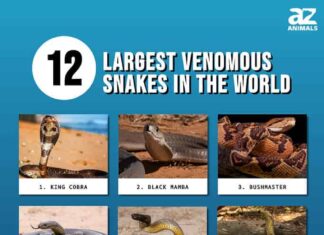 Infografica dei 12 serpenti velenosi più grandi del mondo