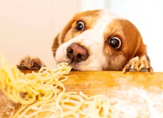 Cane, Pasta, Mangiare, Spaghetti, Cibo