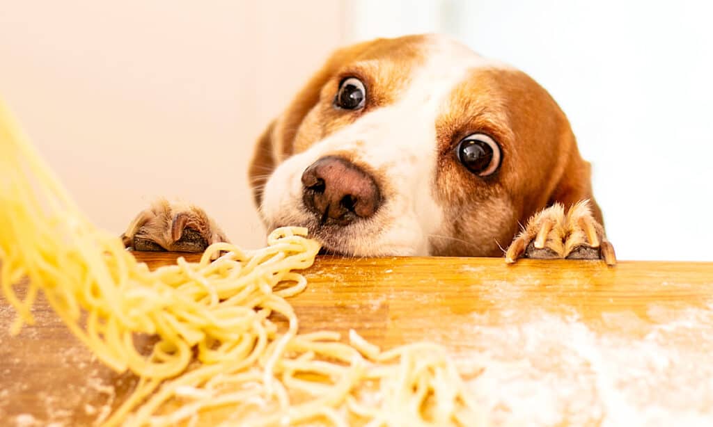 Cane, Pasta, Mangiare, Spaghetti, Cibo