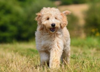 miglior cibo per cani per goldendoodle