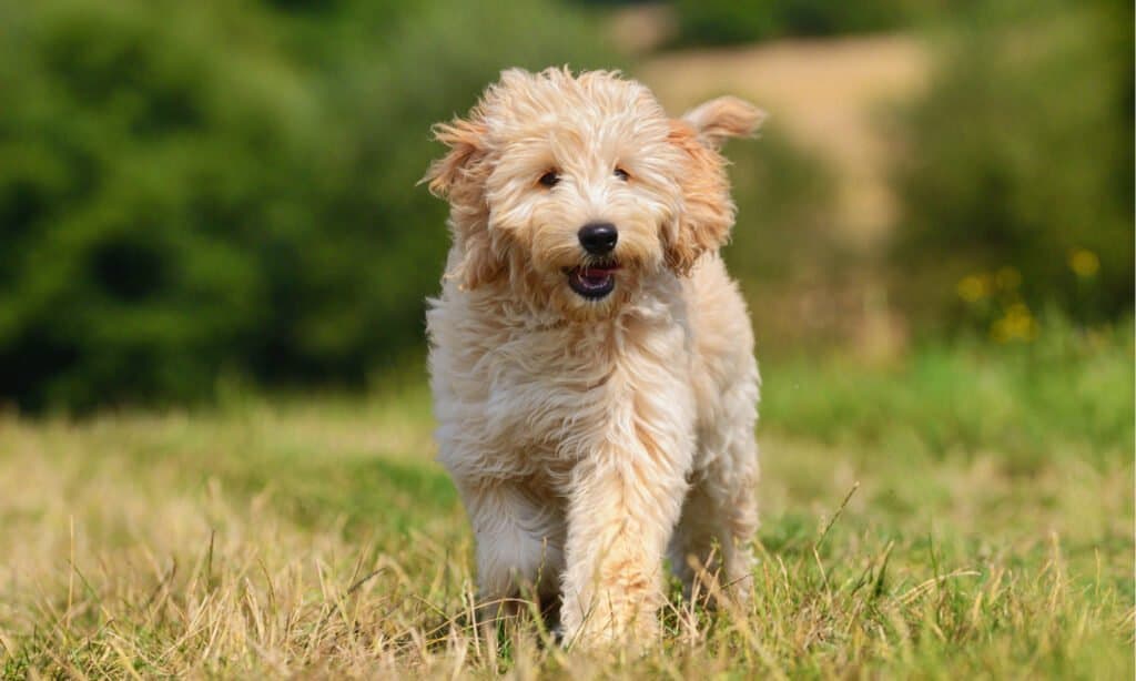 miglior cibo per cani per goldendoodle