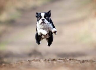 Boston Terrier cani dalle orecchie grandi