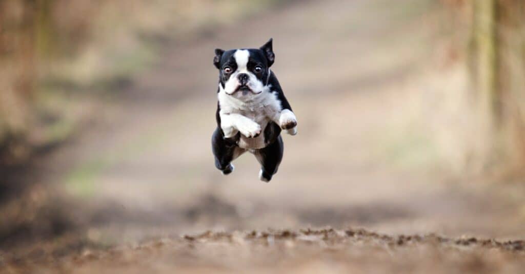 Boston Terrier cani dalle orecchie grandi