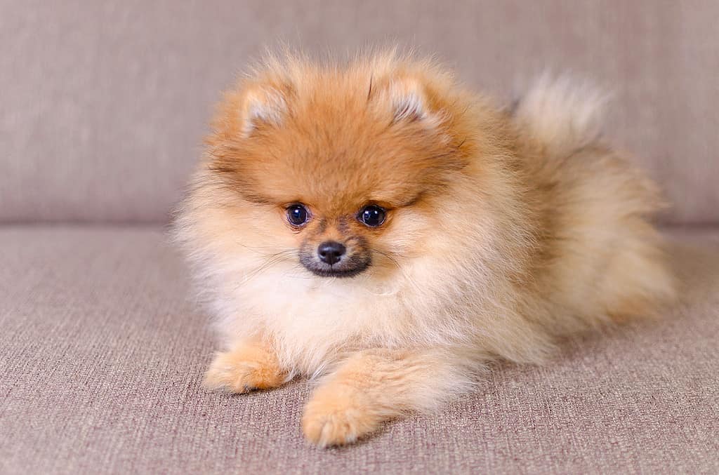 Cucciolo di Pomerania