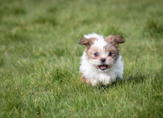 Shih Tzu (Canis familiaris) - cucciolo che corre