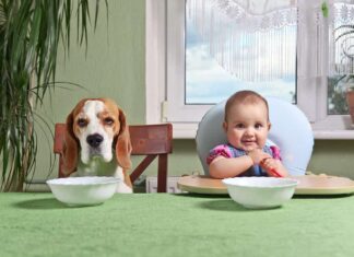 Bambino e cane in attesa della cena