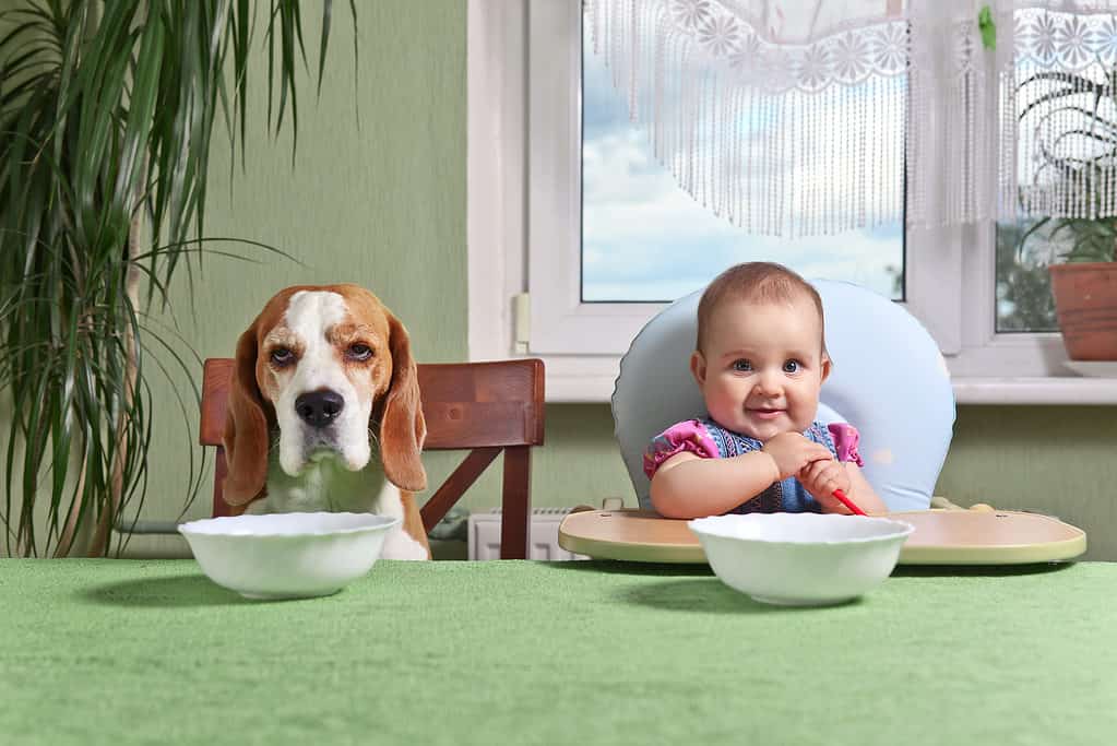 Bambino e cane in attesa della cena