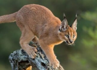 I caracal non sono buoni animali domestici