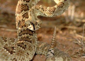 Primo piano del serpente a sonagli del Mojave