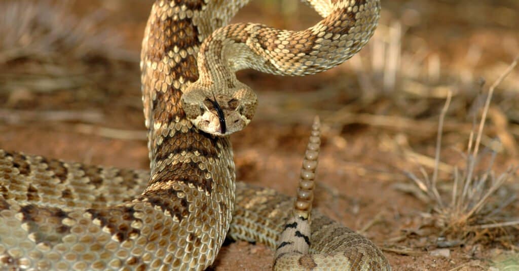 Primo piano del serpente a sonagli del Mojave