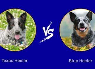 Il Texas Heeler contro il Blue Heeler
