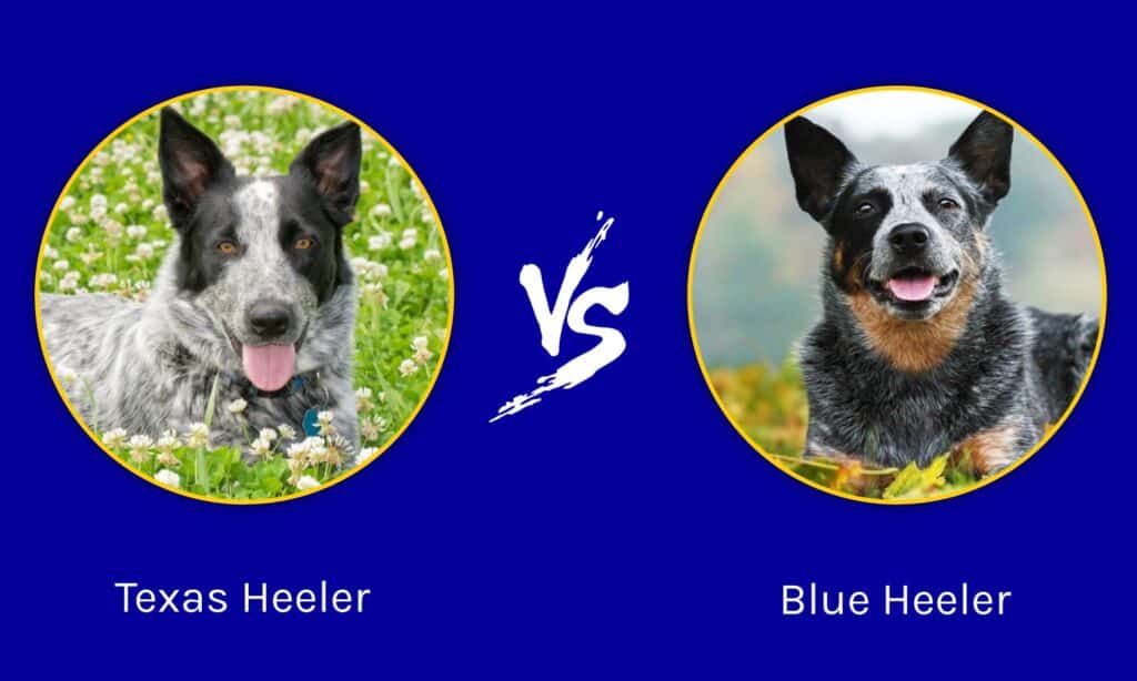 Il Texas Heeler contro il Blue Heeler
