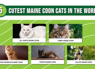 Infografica che mostra le cinque tipologie di Maine Coon più carine al mondo.