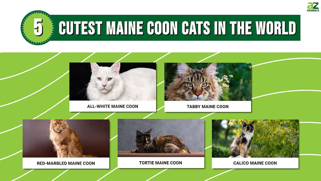 Infografica che mostra le cinque tipologie di Maine Coon più carine al mondo.