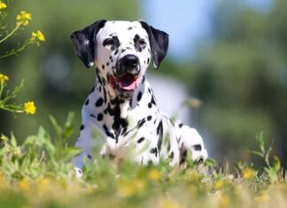 Ritratto di simpatico cane dalmata.