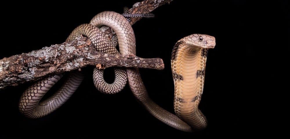 Cobra reale su un albero