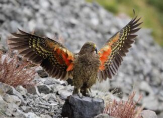 Un uccello Kea con le ali spiegate