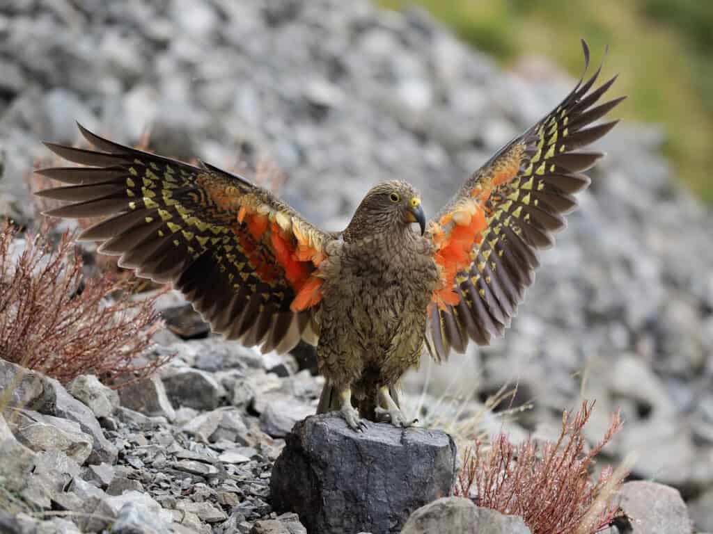 Un uccello Kea con le ali spiegate