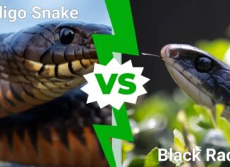 Indigo Snake vs Black Racer: qual è la differenza?
