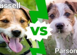 Jack Russell contro Parson Russell: quali sono le differenze?
