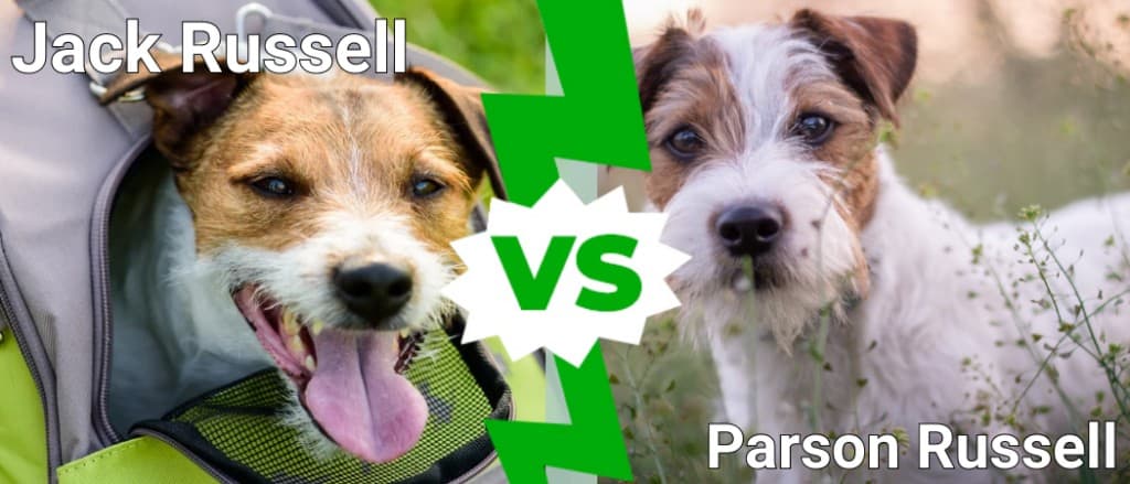 Jack Russell contro Parson Russell: quali sono le differenze?
