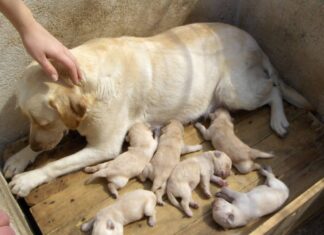 Mamma Labrador retriever e cuccioli