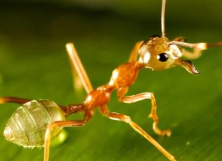 Le formiche più grandi - Formica verde 