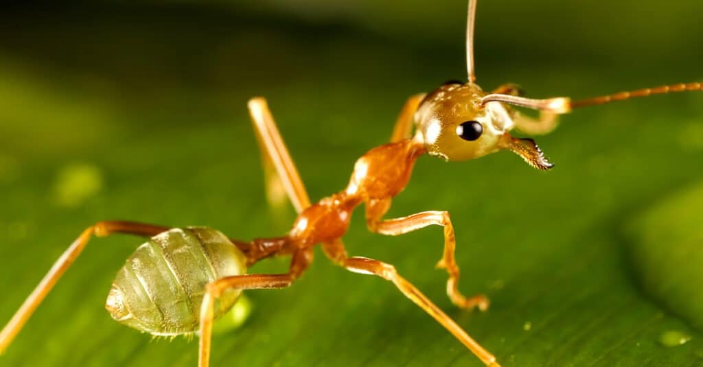 Le formiche più grandi - Formica verde 