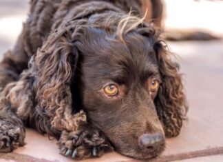 Tipi di cani d'acqua - American Water Spaniel