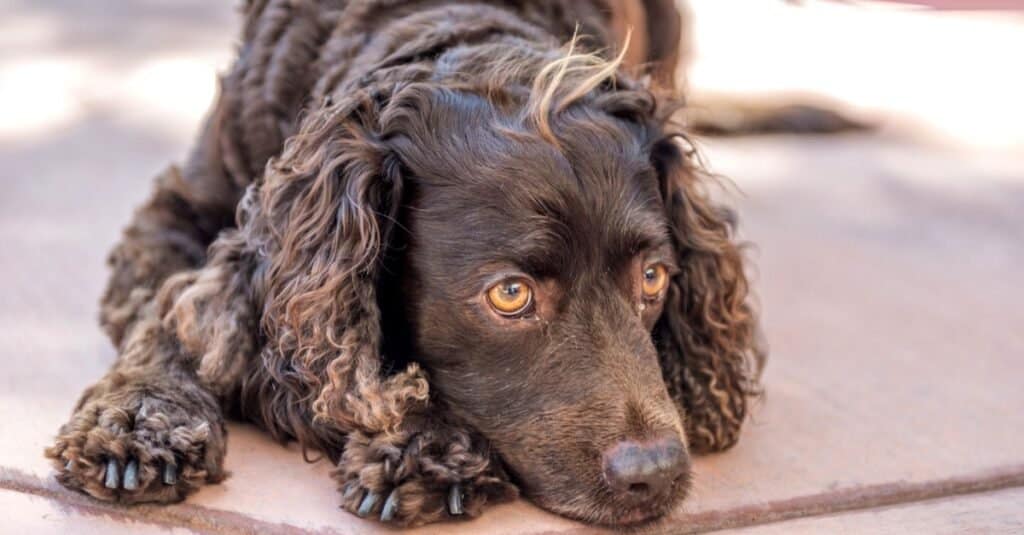 Tipi di cani d'acqua - American Water Spaniel