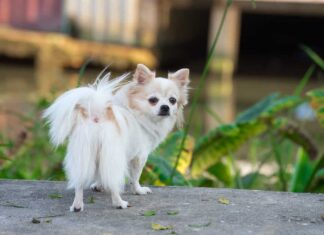 Chihuahua a pelo lungo che guarda indietro