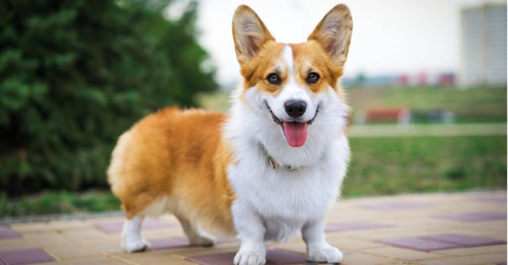 cane welsh corgi pembroke