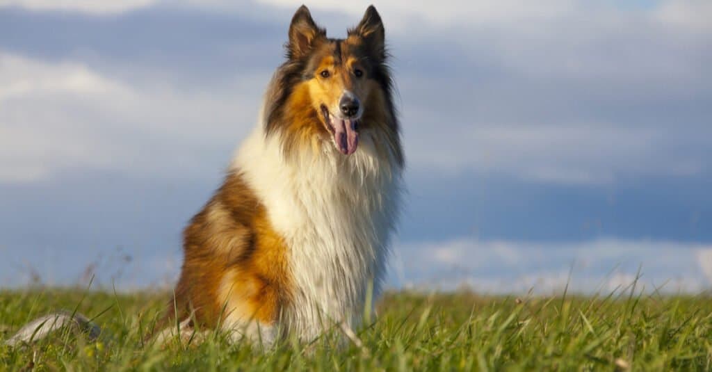 cane collie seduto in un campo aperto